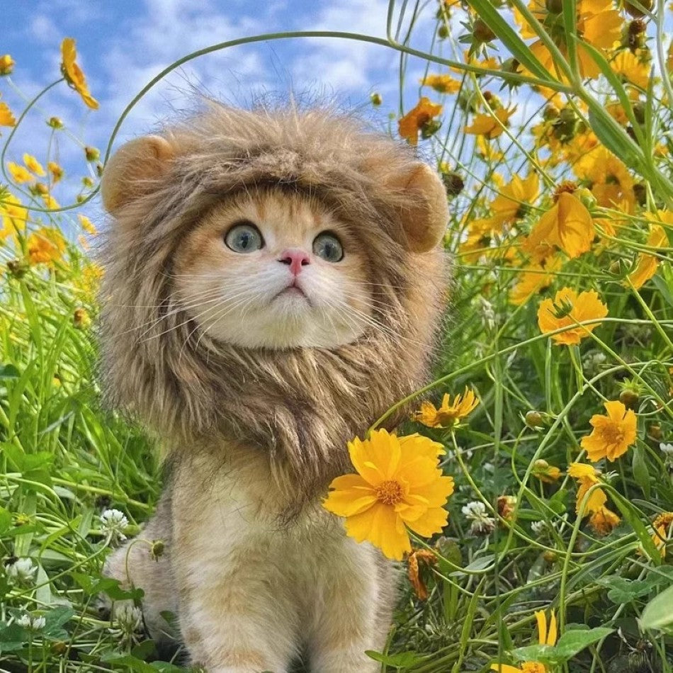 Cat Lion Mane Cap