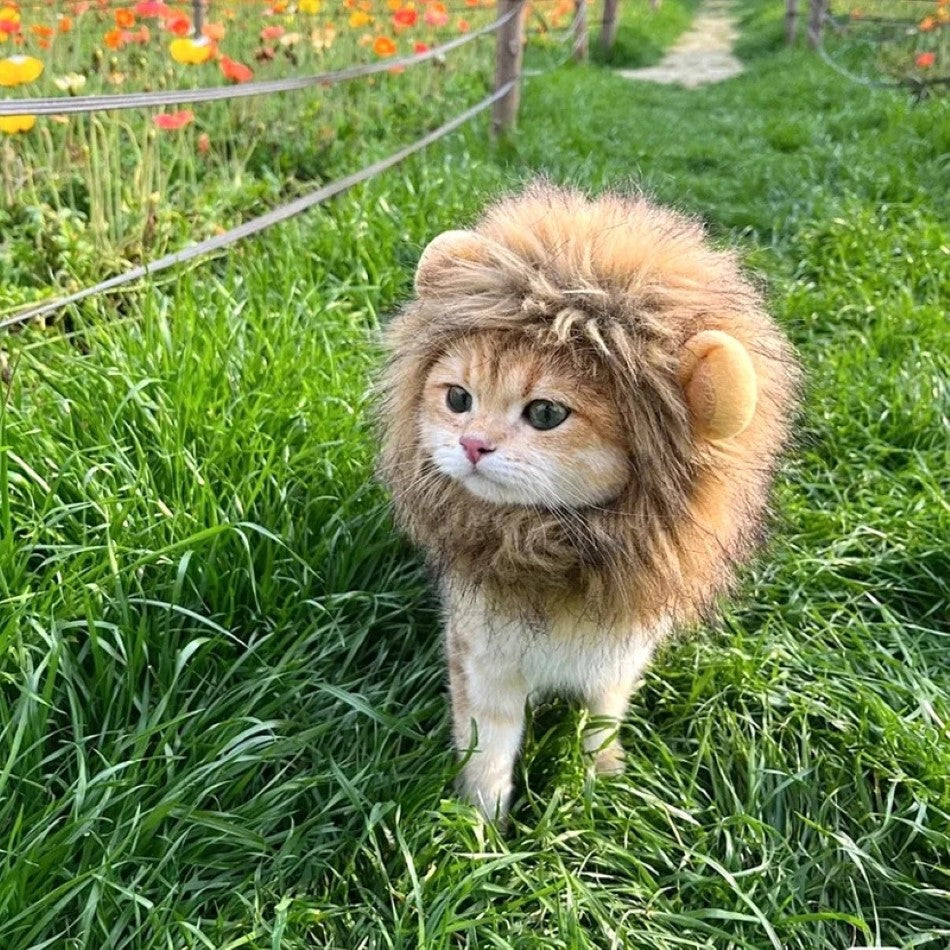 Cat Lion Mane Cap