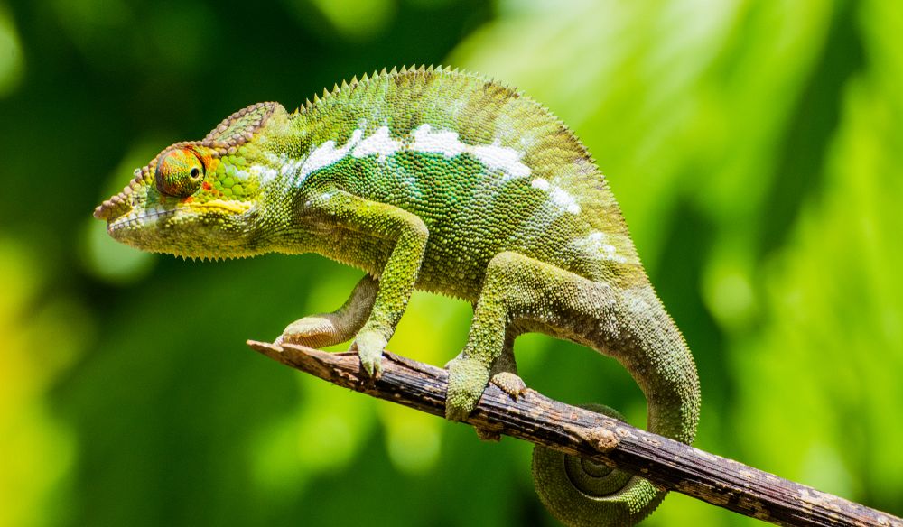 The ABC of Care for Pet Chameleons -Ebook