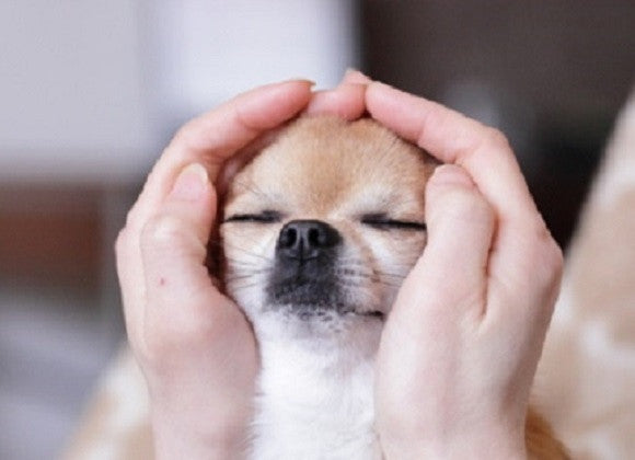 Peaceful Healing Energy for Pets