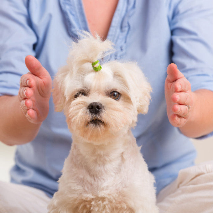 Peaceful Healing Energy for Pets